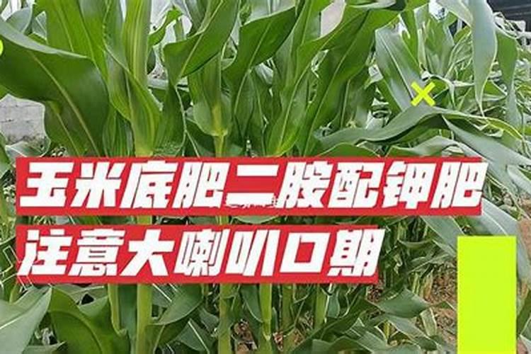 玉米在什么时期追钾肥