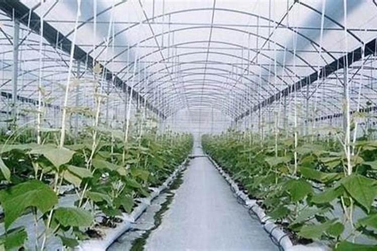 日光温室内栽培黄瓜及其他蔬菜怎样进行二氧化碳施肥？