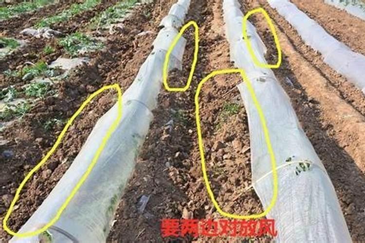 小拱棚内豇豆小苗焦叶是什么原因？