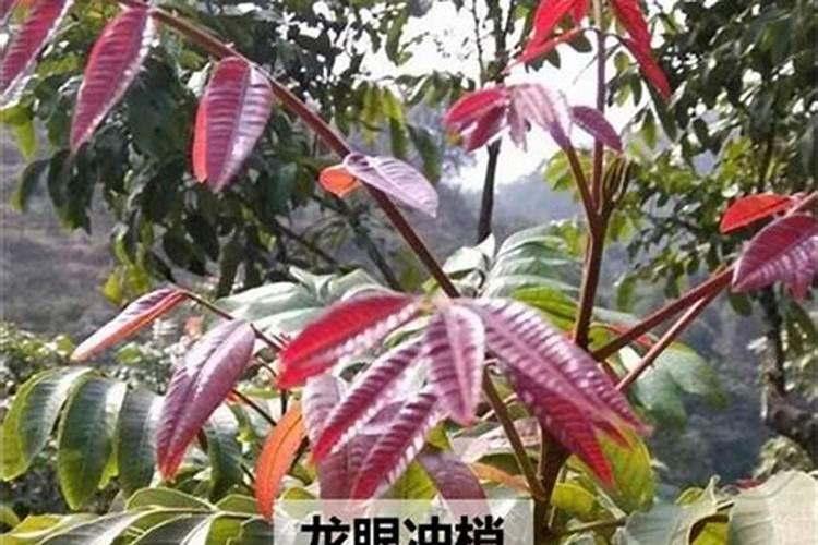 怎样防治水稻贪青晚熟？