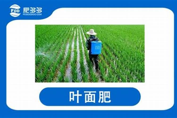 芸苔素除草剂渗透剂玉米叶面肥能一起打吗？