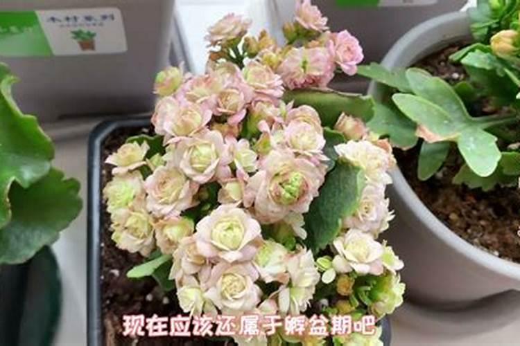 长寿花施肥方法
