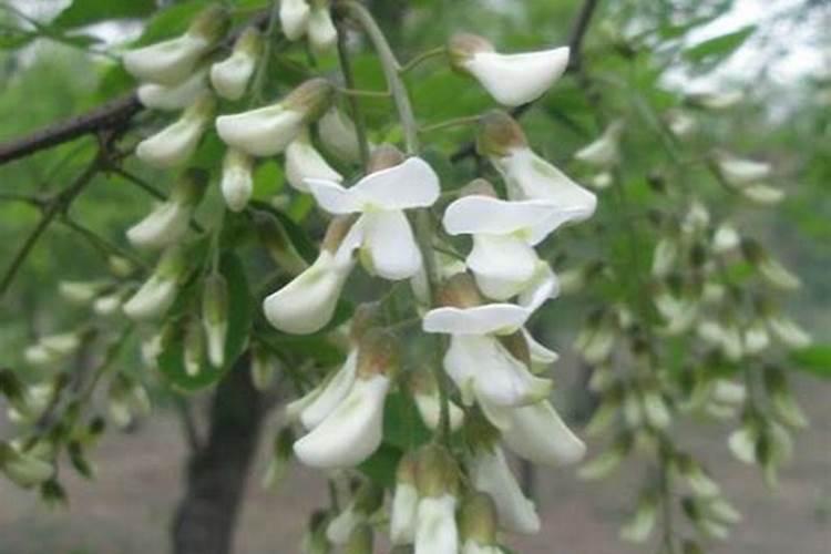 这是什么花或树的叶子？