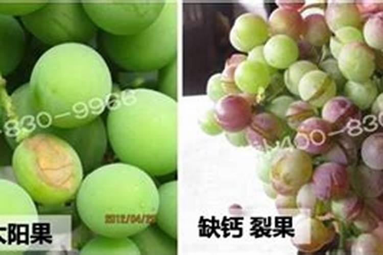 沼液养鱼的具体方法是什么？增产效果和收入又如何？