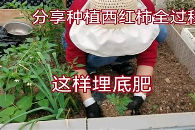 种菜施底肥的正确方法种菜如何正确施底肥