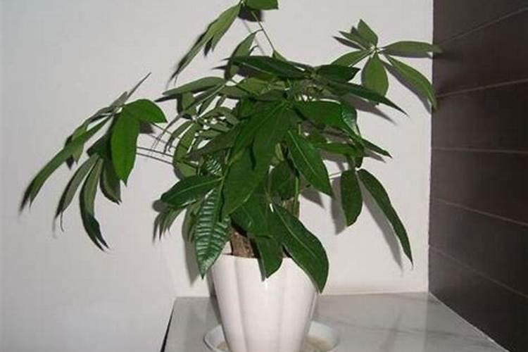 室内植物叶子发黄施肥,及时追施氮肥养护