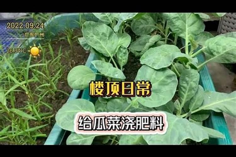 怎么给花补氮肥