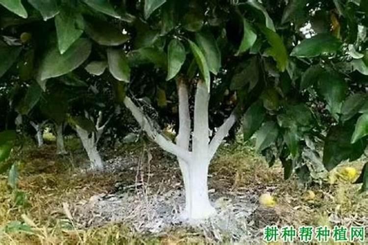 脐橙采果后喷什么叶面肥好