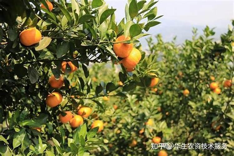 柑橘几月份施钾肥好 最佳使用时间