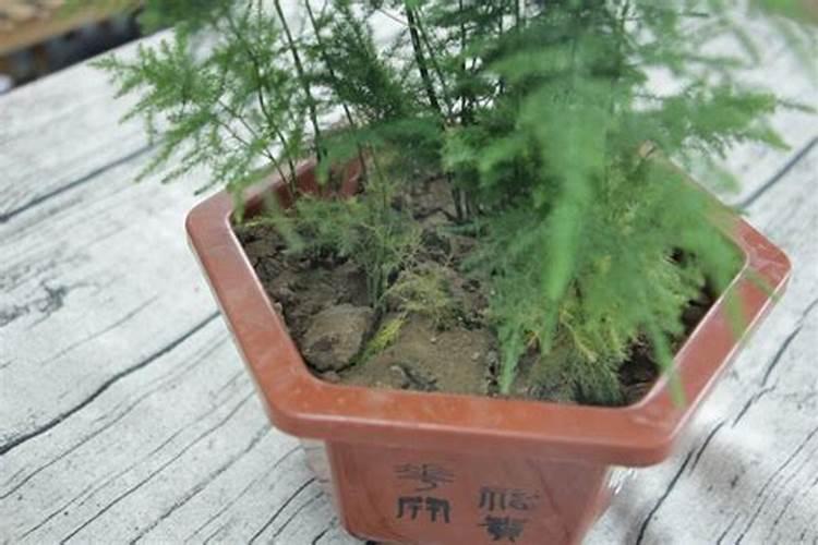 文竹浇什么肥料合适