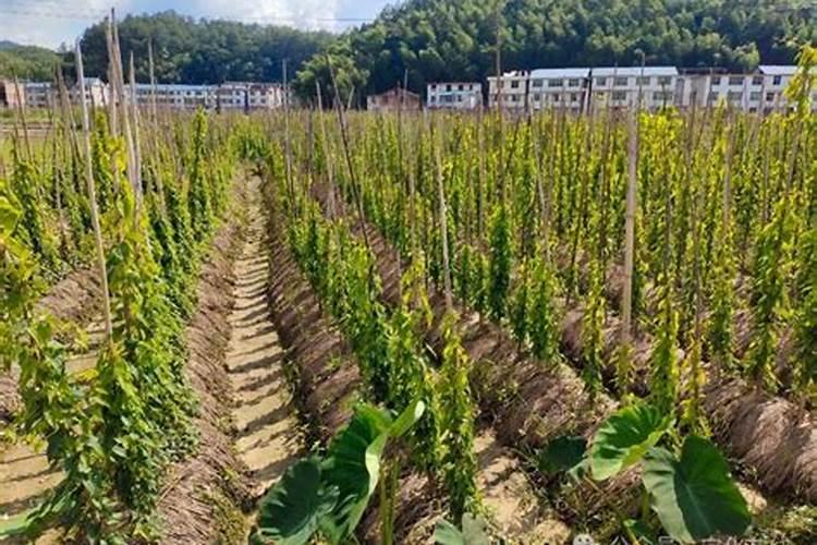 淮山怎么种植