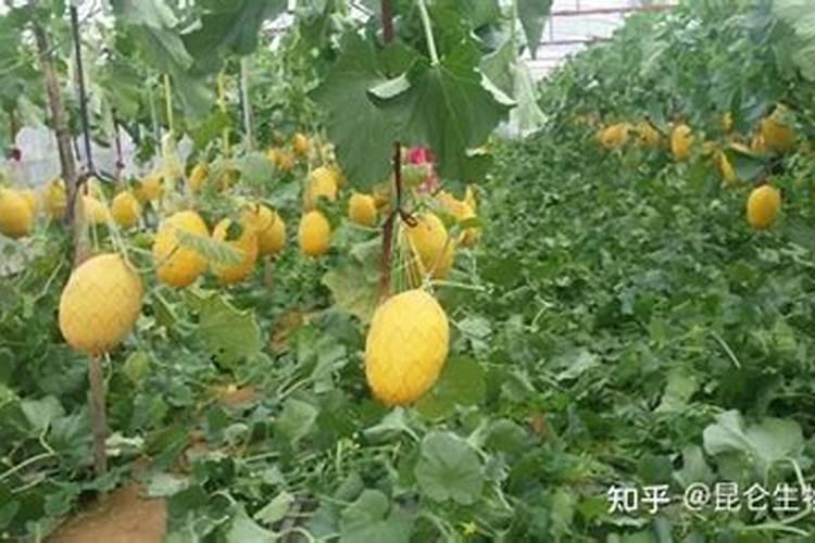 哈密瓜膨果期怎样施肥