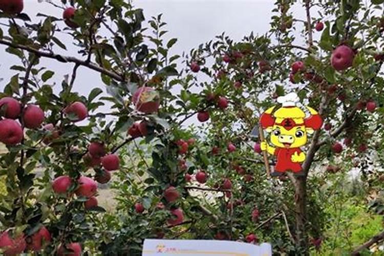 七月上旬苹果打什么叶面肥比较好