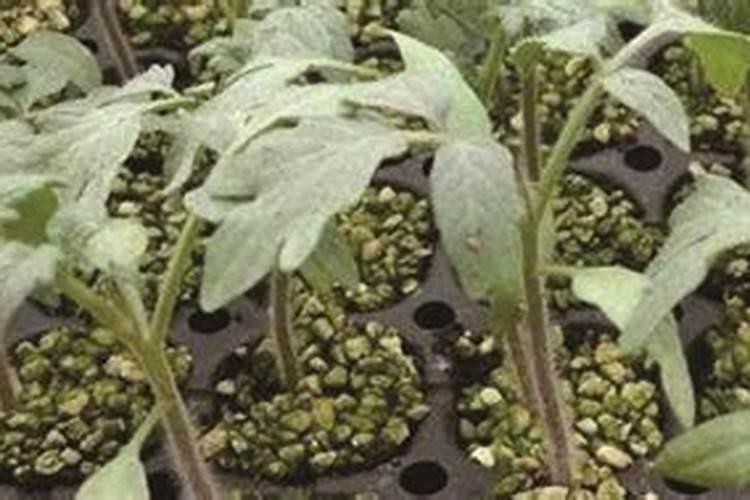 14羟基芸苔素内酯和尿素怎么兑水