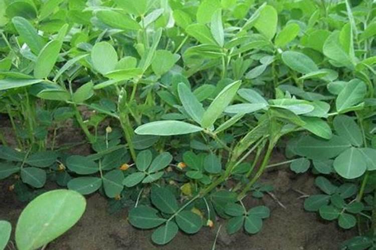 花生用什么肥料产量高