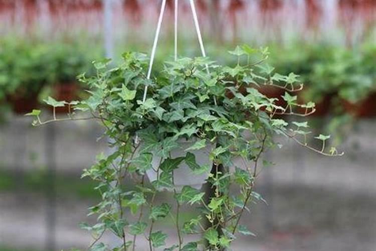 常青藤植物施肥方法