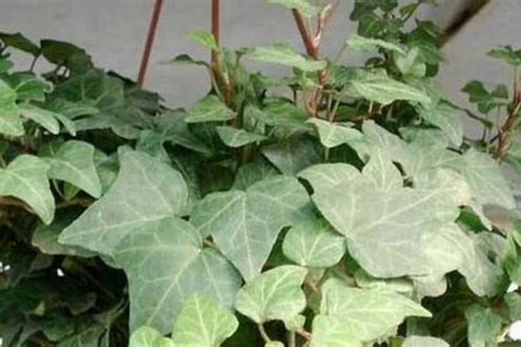 常青藤植物小苗施肥方法