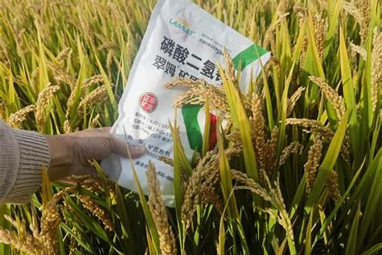 种水稻秧苗小能不能用碳氨？