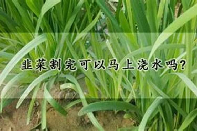 韭菜施什么肥料最旺
