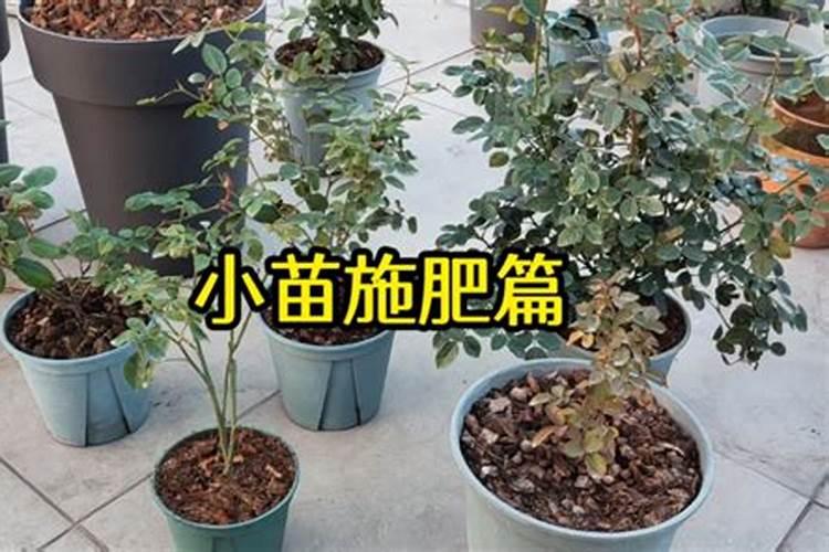 太阳花可以在小苗的时候就用氮肥吗