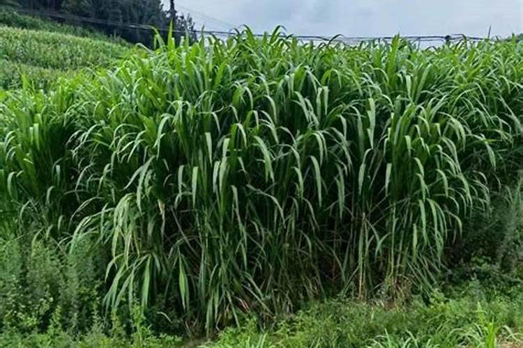 种植油菜为什么要施硼肥 油菜啥时候施硼肥好
