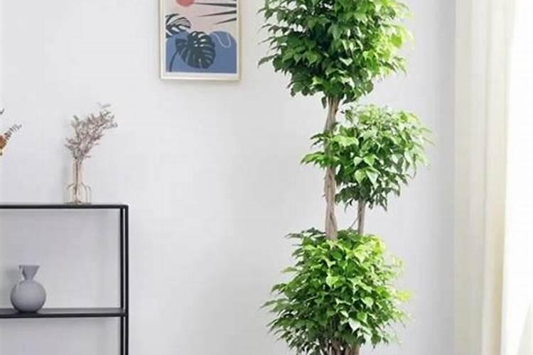 幸福树施什么肥最好