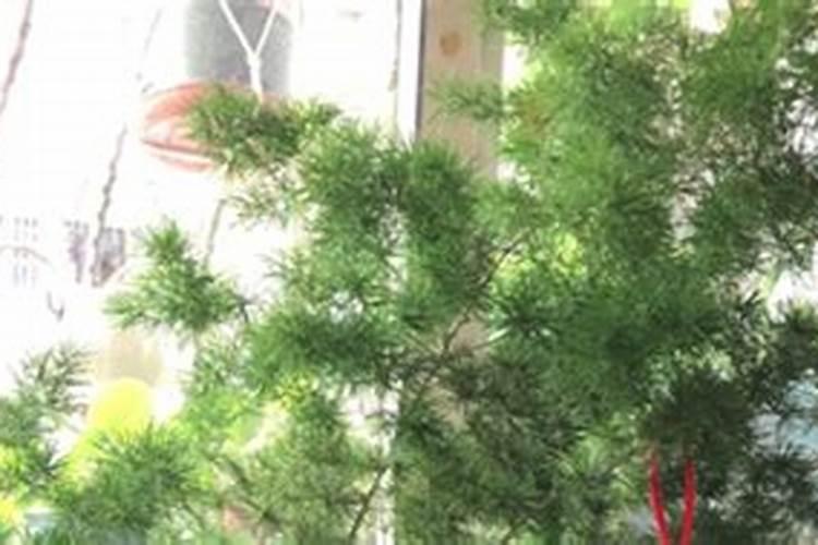 松树叶子变硬发黄,一碰就脱落了