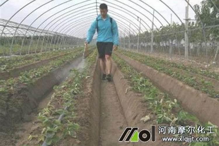 草莓叶面肥什么时候打？喷草莓花上伤花吗？