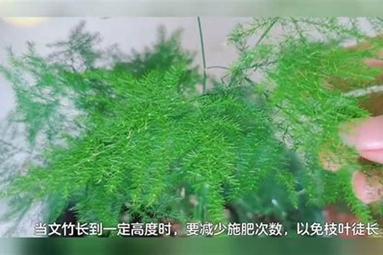 文竹浇什么肥料合适