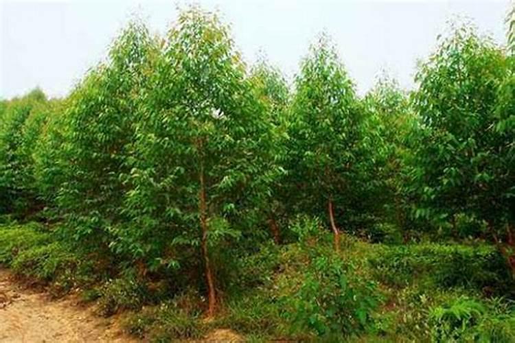 桉树能不能种植