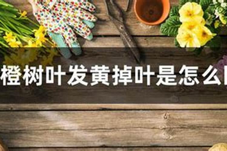 脐橙采果后喷什么叶面肥好