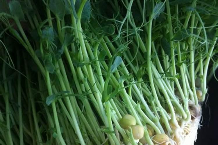 水种植豌豆苗喜欢什么肥料？