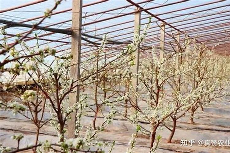 什么肥能促进花芽分化、发芽期间施什么肥