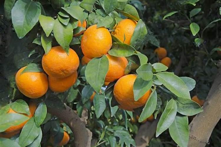 种植大豆什么时间打防虫药(大豆什么时候喷杀虫剂)