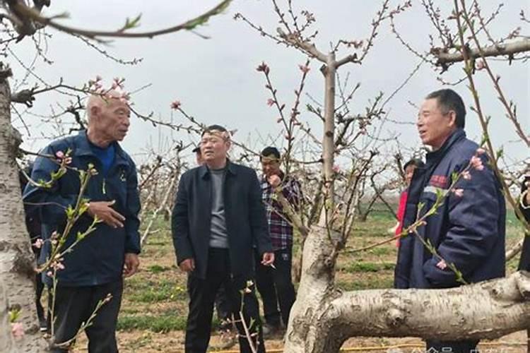 果树安全施用钙肥有哪些技术？