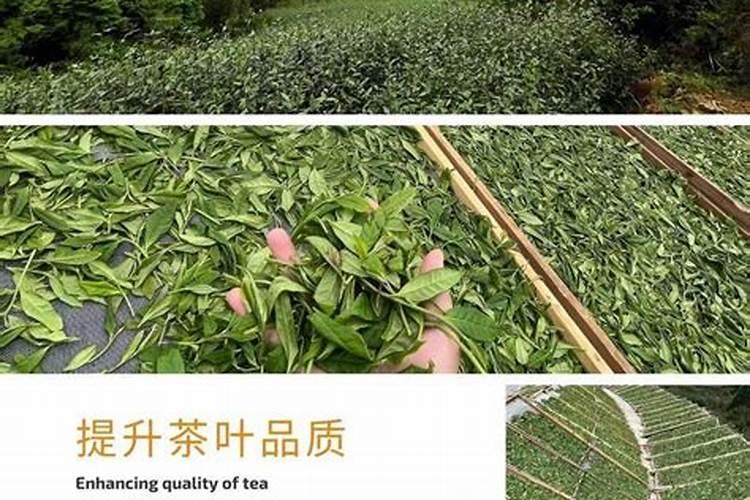 茶树如何施肥: