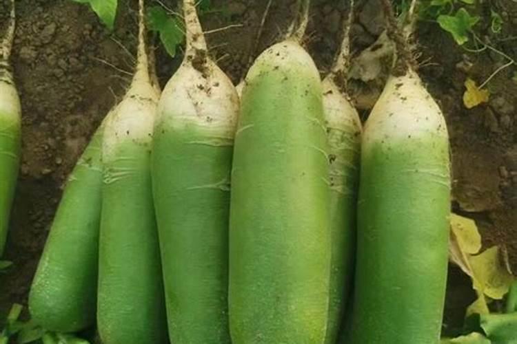 不管种植青萝卜、白萝卜还是红萝卜,肥料这样用,高产又好吃