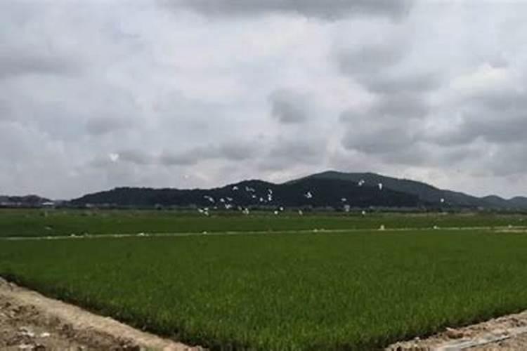 控释肥和缓释肥的区别