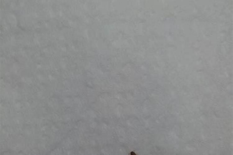 芝麻饼肥的肥力