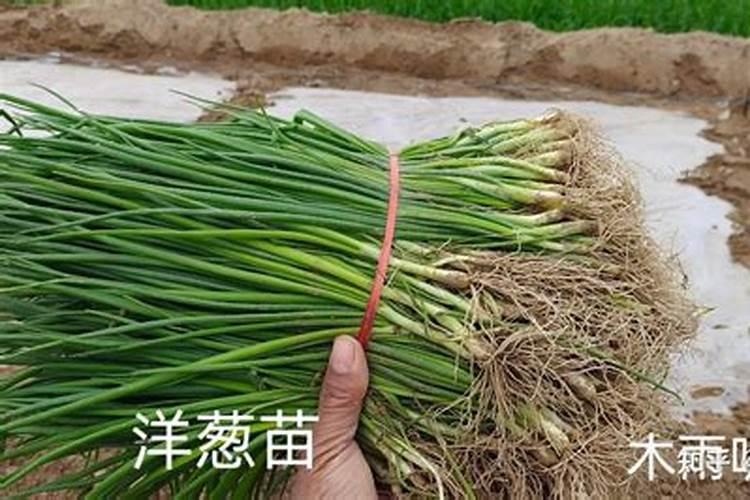 洋葱膨大最快的方法