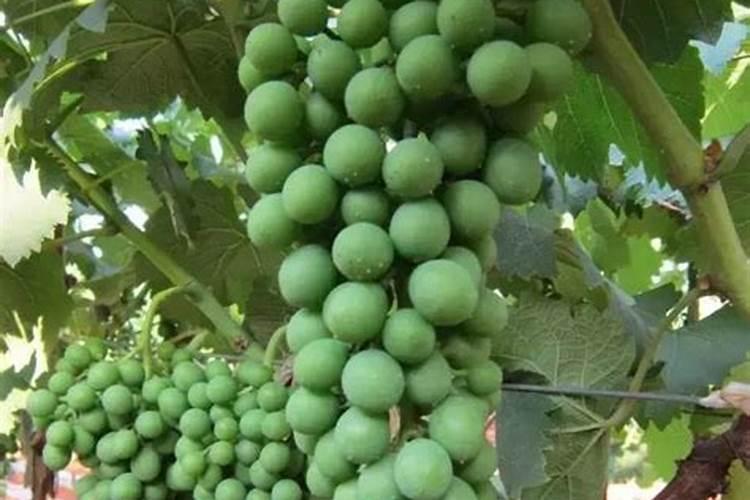 葡萄开花前施什么肥料最好