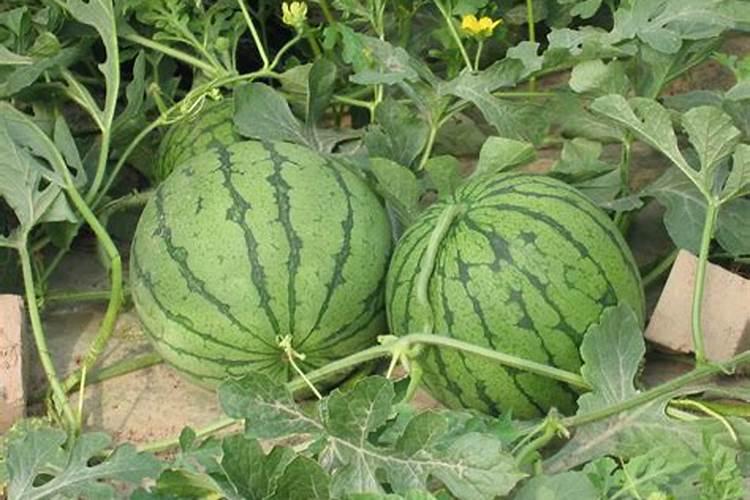 西瓜膨果期用什么肥料