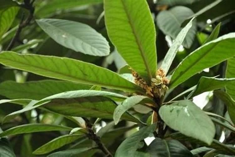 枇杷叶的植物水势是什么？