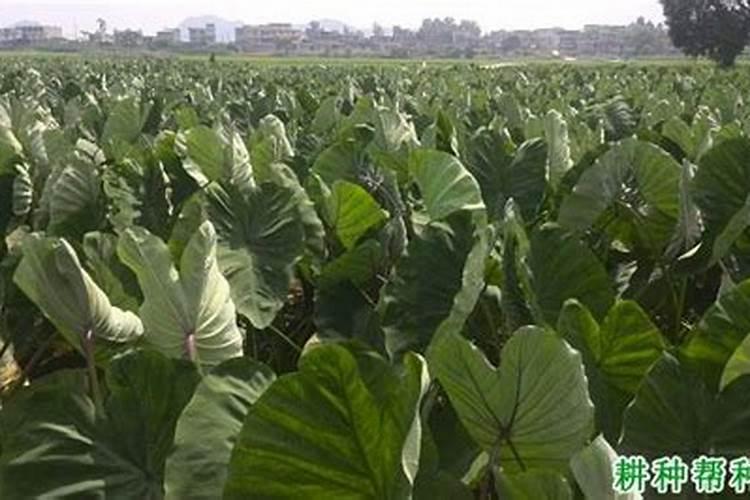 芋子高温烂叶怎么办？