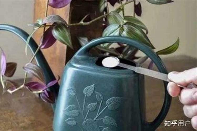 月季大水大肥什么意思