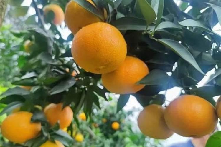 打凤梨叶面用康朴多元有什么好处