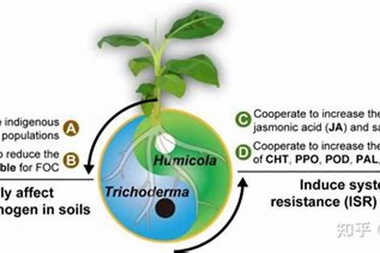 为什么我用的有机肥在包装袋里就长毛了,而且有异味和臭味,这种有机肥能...