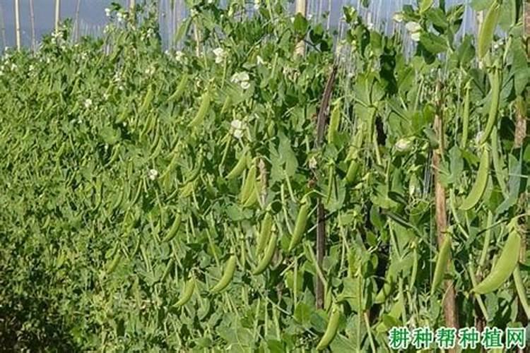给豌豆头施肥松土可以吗