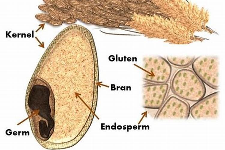 七月二号了,秋月梨还能上膨大剂吗？