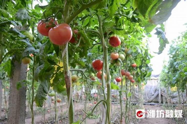 大棚里种植西红柿怎么施肥最好